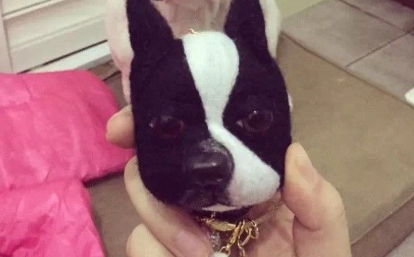 狗狗生日收礼物，被宠主拿出的东西吓懵