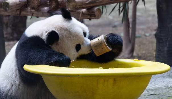 重庆动物园萌态暴击：大熊猫围桌“开饭”，悠闲干饭憨态拉满