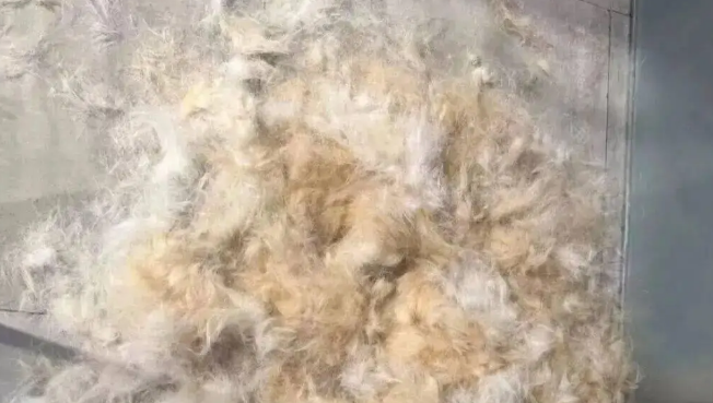 网友说她家柴犬又在换毛了，不是…这也太夸张了吧