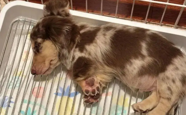 网友买的小狗狗到新家第一晚就超适应，啊啊啊……谁懂啊！