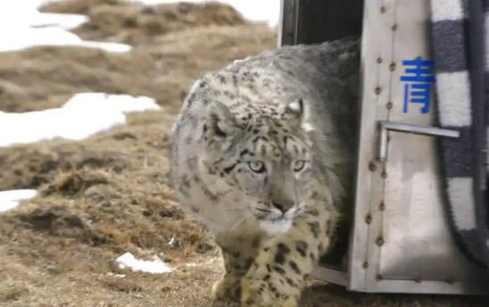 误闯西宁市区的雪豹经救护被放归野外 步态轻盈走进大山
