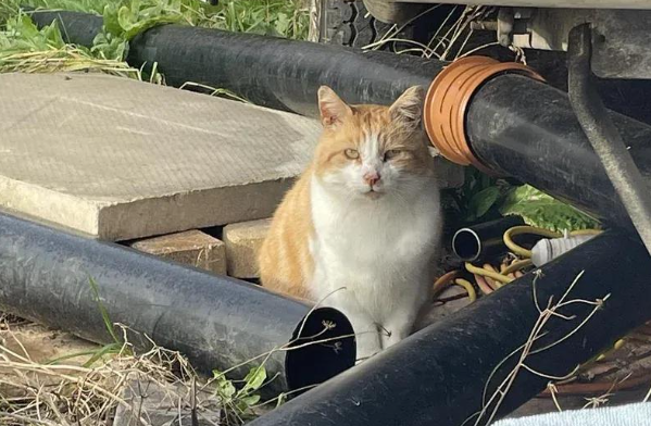 无牙仔的碰瓷，流浪猫用它的故事，让我们看到了信任的力量