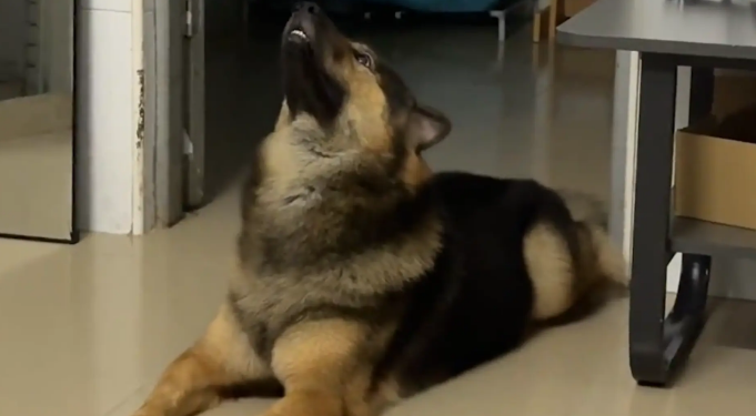 狗子闻着厨房红烧肉的香味，开心地傻笑。狗子：嗯~香