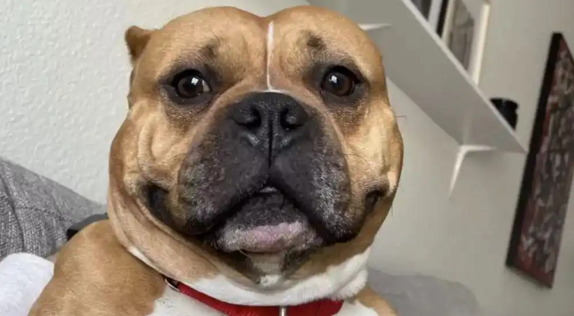 领养很像爱犬的小狗，结果DNA检测证实...太巧啦！ 