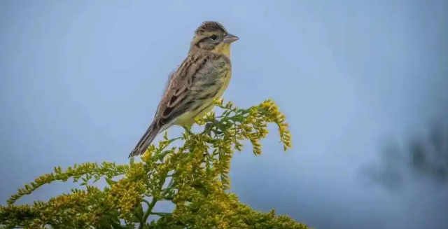 国家一级保护动物再次现身！