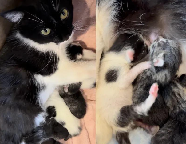 孕猫碰瓷求收留，获救后送来四个小惊喜