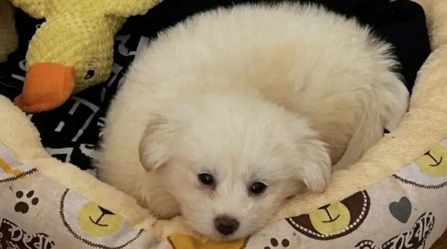 网友领养了一只小奶狗，刚到家就乖乖睡着了，简直是天使小狗