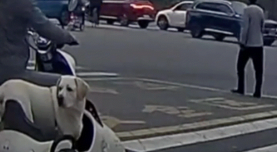 博主忘记去宠物店接狗…想起来时狗子却不愿意回家了