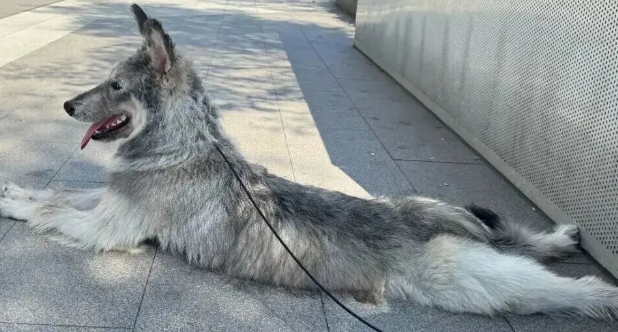 市场遇到一只可爱小狗，它像一个料子不太好的毛绒玩具