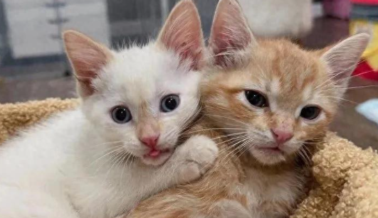 孤单的小橘猫，意外开启了爱心接力