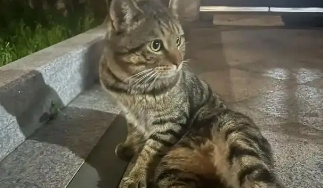 博主捡到流浪猫，假装寻主三天，最后“勉为其难”收养