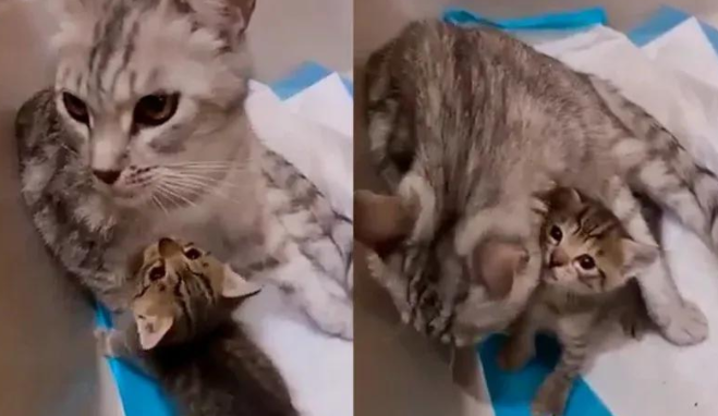 流浪猫一路尾随男子回家，几天后，他家竟凭空多出四只小猫