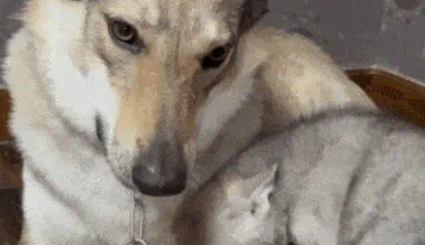 网友不满自家狗儿子长相，给儿媳妇另找了个模子狗