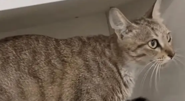 女子发现流浪猫被人装袋扔在路边，最后的结局让人感动