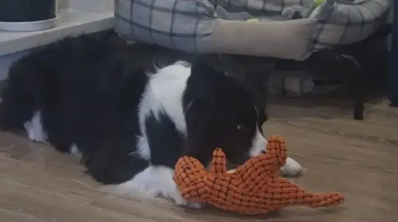 狗的牵引绳和项圈被偷，气得在监控室一个个找嫌疑人