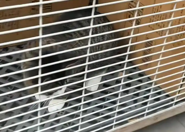 辽宁一汽车4S店养了50余只流浪猫狗，工作人员称老板已收养动物十多年