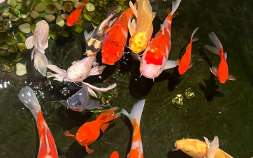 杭州西湖出现老鼠在水中和鱼抢食