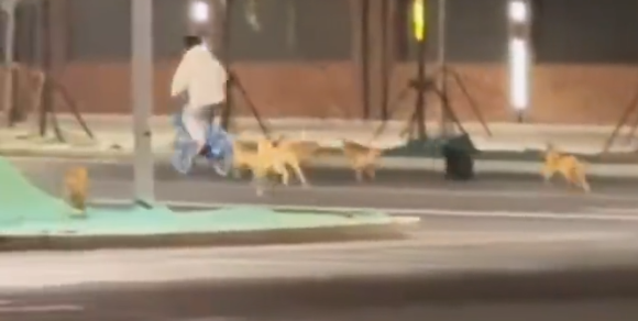 北京海淀一地现大批流浪狗追咬骑行者