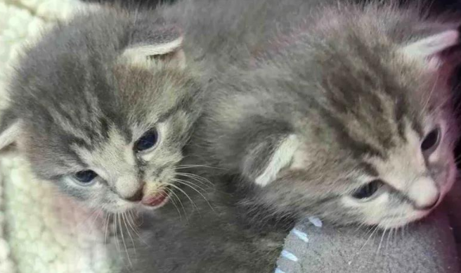 感恩节前夕，两只小流浪猫被爱拯救，化身天使开启幸福喵生