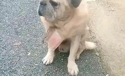 湖南老狗颈挂数百元小区求收养 字条藏牵挂，爱心母女暖心接盘