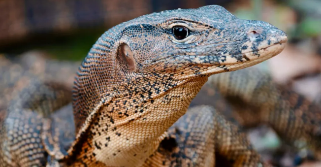 云南景谷警民联手救助国家一级保护动物圆鼻巨蜥