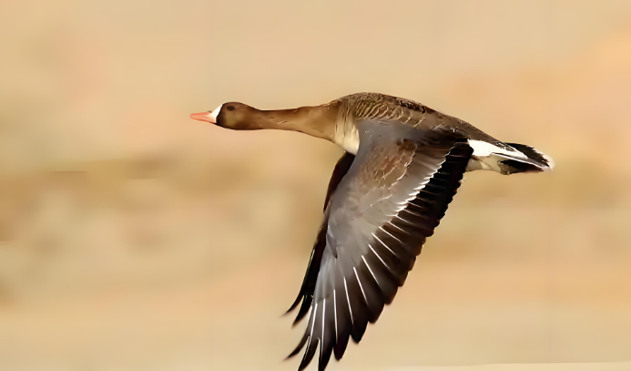 河南大哥麦田遇雁群，留满地蛋却不敢动