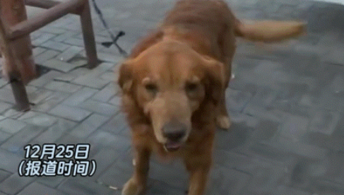 狗狗离奇失踪26小时，主人多次寻找无果，结果却发现…
