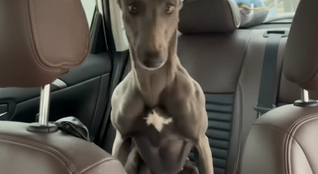 灵缇犬误闯私家车，那一身腱子肉看呆车主