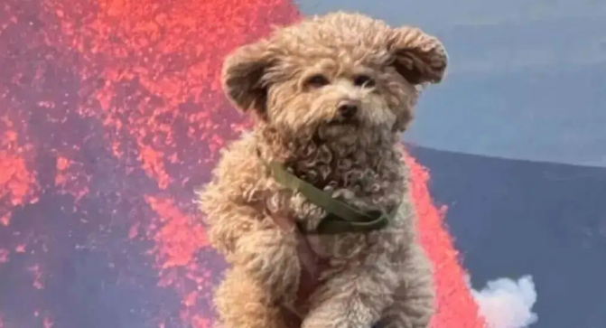 主人带狗子去夏威夷看火山爆发，但是……你倒是让它看啊