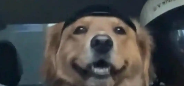 女子骗狗去公园玩，结果半路被狗识破：其实是去打针！