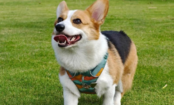 2026年1月低脂狗粮推荐：馋不腻，毛孩子的瘦身神器