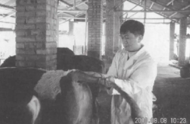 宠物也能做针灸了：全国2000家宠物医院已标配中兽医，“曾让全身瘫痪柯基重新奔跑”