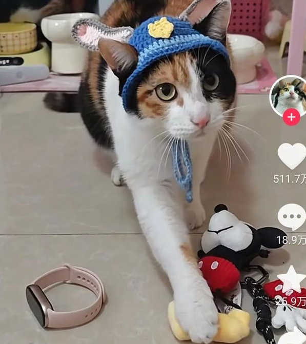 笨猫逆袭成顶流！全网蒸蚌狂欢背后，藏着当代人最需要的治愈