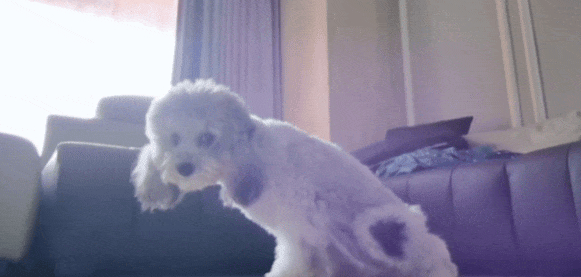 狗子跟监控干架，监控不仅屡撞不坏，还成为狗子“克星”