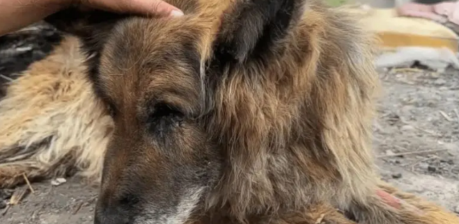 老狗看家护院一辈子，却被主人打断双腿送到了狗肉车上