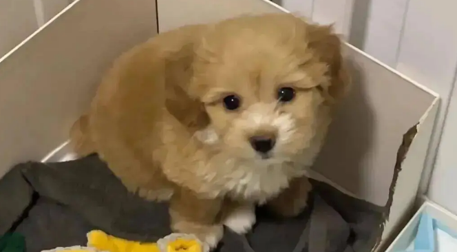 妹子用火腿肠跟流浪狗妈妈换了只宝宝，啊啊啊…这不赚大啦！