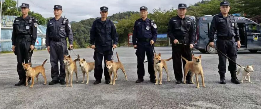 从“小土狗”到“警界奇兵”！广西山地犬百色深山炼成记