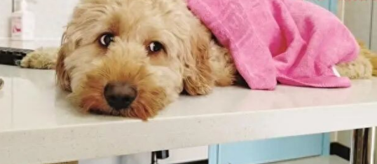 柳州一宠物犬就医后次日死亡，主人索赔约11万元