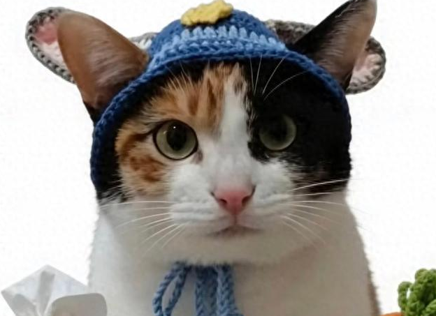 笨猫逆袭成顶流！全网蒸蚌狂欢背后，藏着当代人最需要的治愈