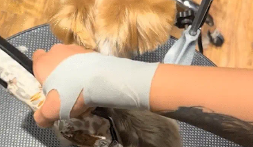 男子给狗剃毛，狗左右摆动剃不到。狗：你当我这是什么？这是身法