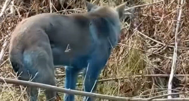 据报道！切尔诺贝利核电站附近被发现出现多只蓝色的狗