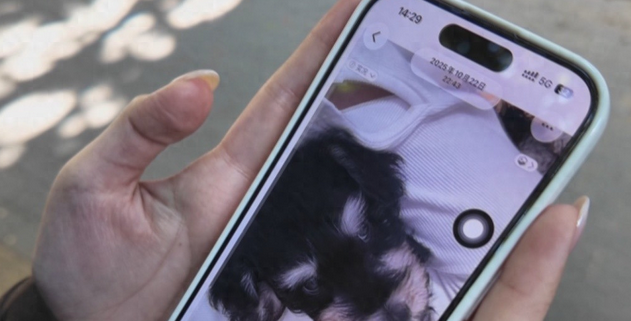 宠物狗购买7天后患上犬瘟死亡，市监介入调查