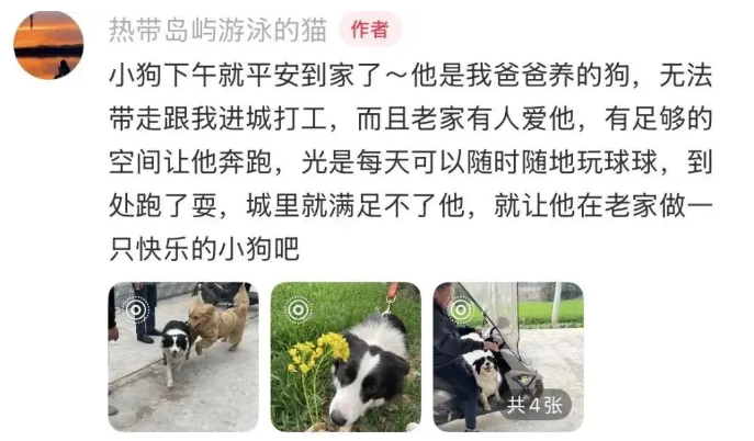 网友开车返城上班，发现小狗在疯狂追她的车