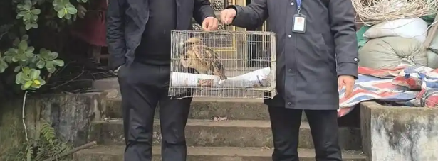 四川宜宾南溪村民捡到受伤“猴面鹰”，已送往救护站治疗