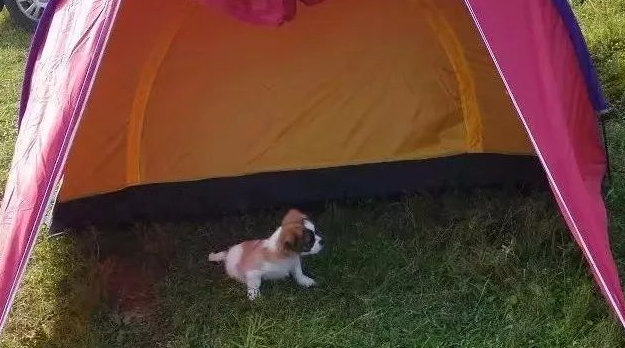 宠主带着狗狗露营，却被驱赶没地方住