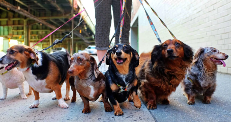 00后养宠人数约2000万，宠物经济岗位大涨30%