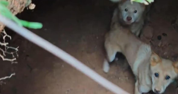 两只狗丢失一个多月后在坑洞找到主人泪奔相见