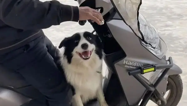 网友开车返城上班，发现小狗在疯狂追她的车