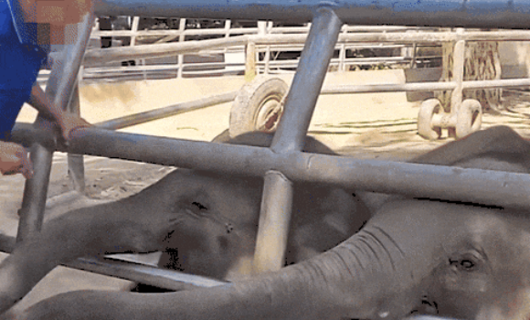 饲养员用锁具猛砸小象引众怒！野生动物园致歉