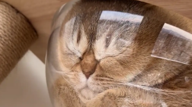 猫咪把脸趴在太空舱里睡觉，脸被压扁。网友:成猫饼了